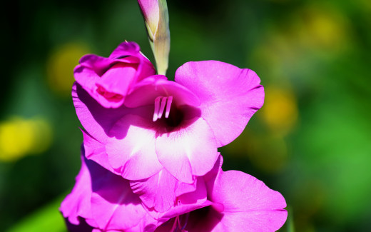 1739903 (a): :2560x1600